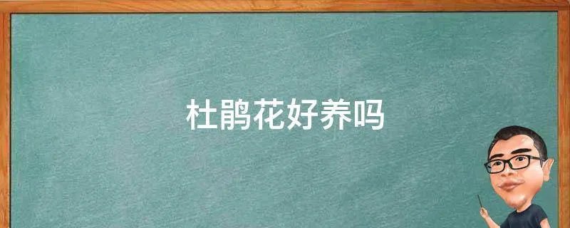 杜鹃花好养吗