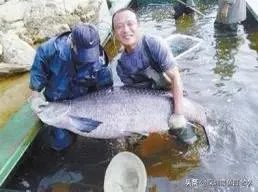 野生青鱼最大能长多少斤?100斤的青鱼要生长多少年?