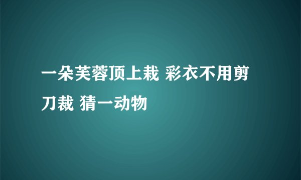 一朵芙蓉顶上栽 彩衣不用剪刀裁 猜一动物
