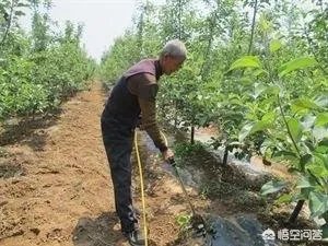 什么是中量元素水溶肥?有哪些作用?