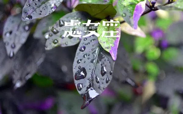 处女座为什么被黑?