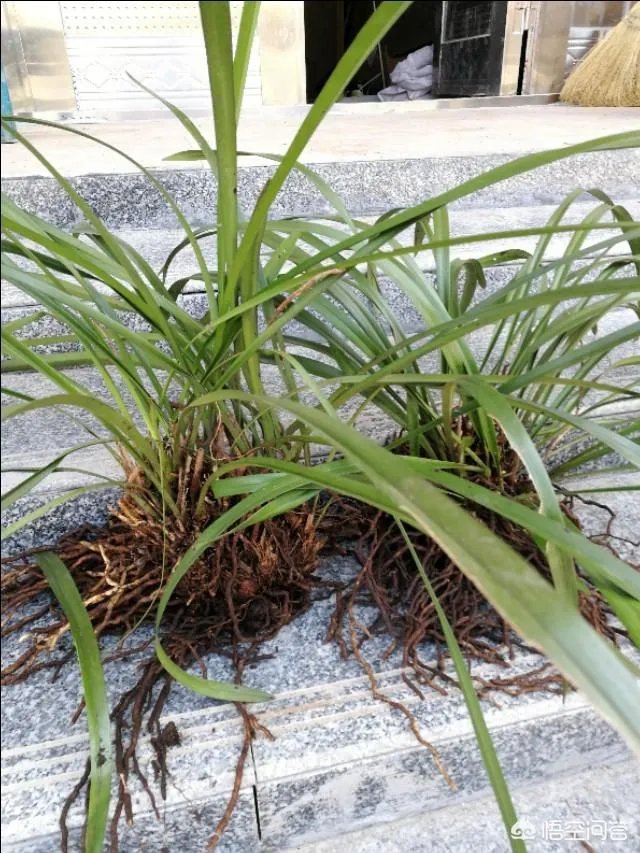 农村种植什么最合适?