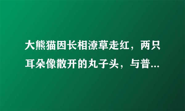 大熊猫因长相潦草走红,两只耳朵像散开的丸子头,与普通熊猫有何不同?