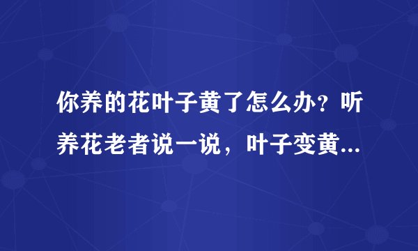 你养的花叶子黄了怎么办？听养花老者说一说，叶子变黄轻松解决