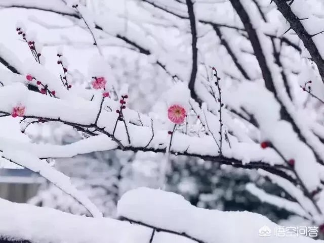哈尔滨冰灯好看吗?