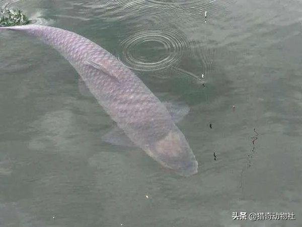 野生青鱼最大能长多少斤?100斤的青鱼要生长多少年?