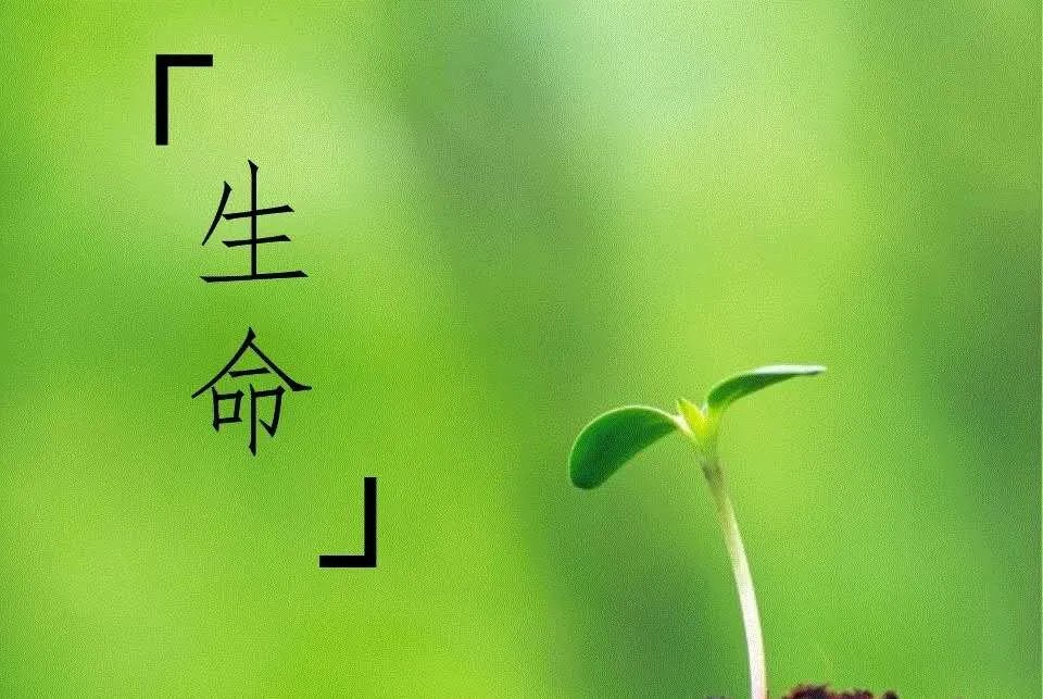 男子冒充战役医生吃霸王餐,对此你有何看法?
