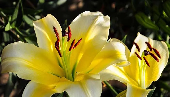 百合花的特点