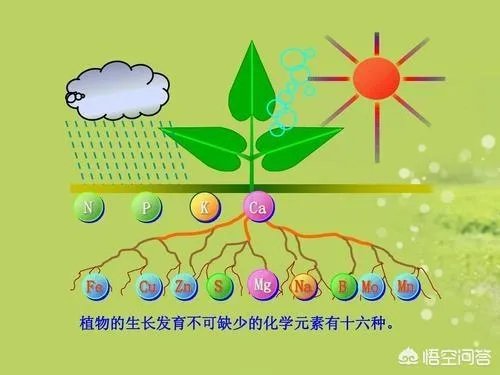 什么是中量元素水溶肥?有哪些作用?