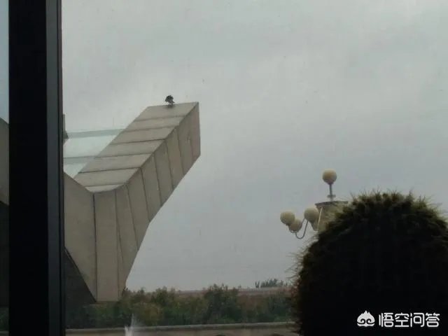 你如何看待王乐乐和杨清柠?