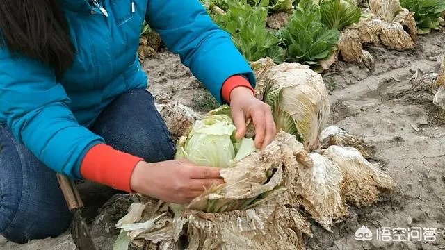 农村种植什么最合适?