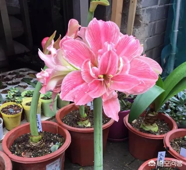朱顶红和对红有什么区别?如何区分?