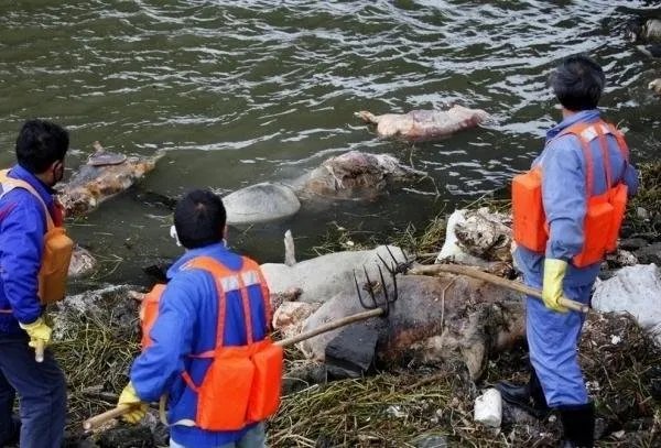 黄河大堤内出现大量死猪,到底是怎么回事?