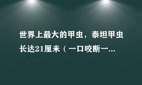 世界上最大的甲虫，泰坦甲虫长达21厘米（一口咬断一根铅笔）