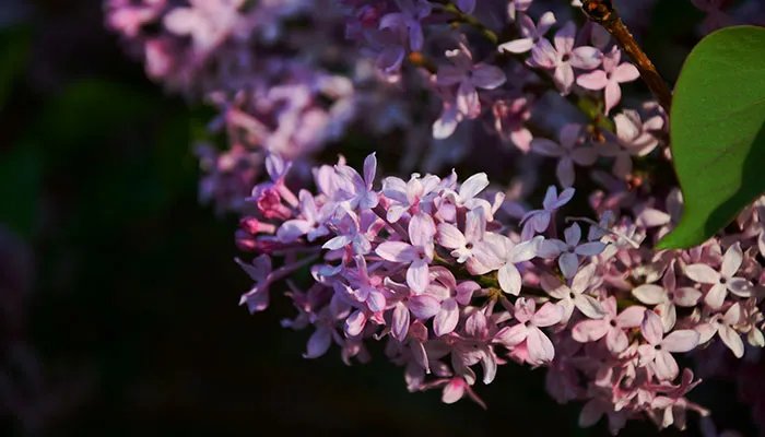 四月开什么花 四月有哪些花开
