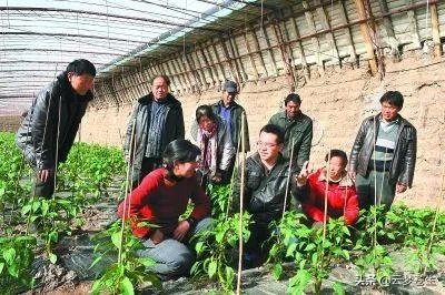 怎么看待中国农业合作社