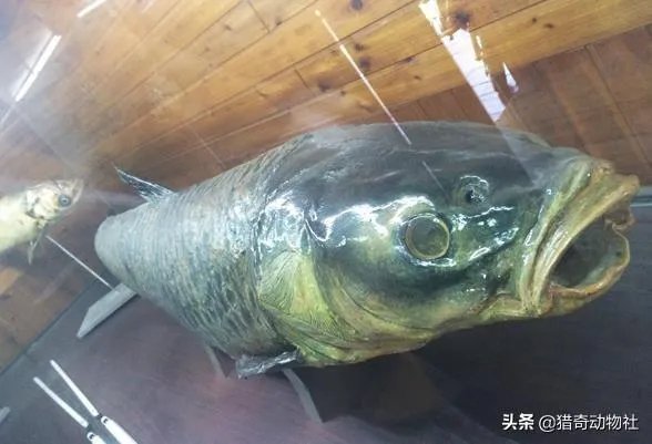 野生青鱼最大能长多少斤?100斤的青鱼要生长多少年?