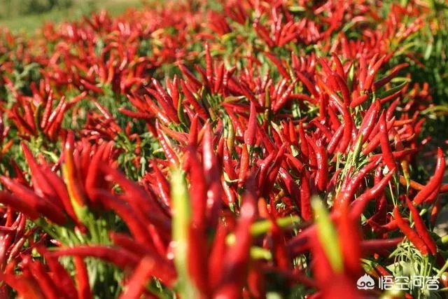 农村种植什么最合适?