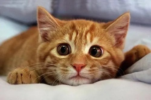猫有九条命是真的吗