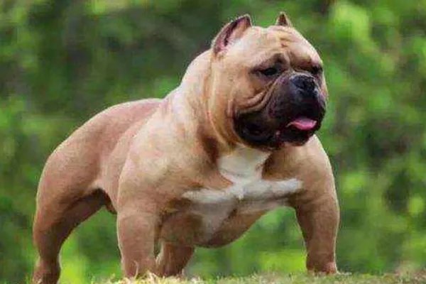 上海首例养犬人遗弃犬只案,此案情会被怎么判定?