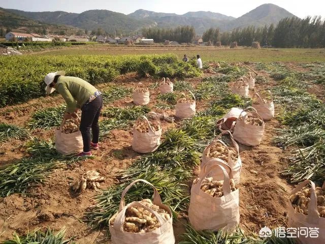 农村种植什么最合适?