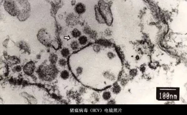 日本已扑杀生猪17万头,日本猪瘟是什么原因导致的?