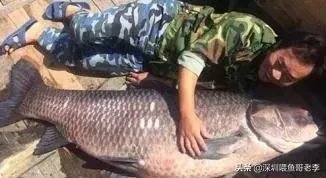 野生青鱼最大能长多少斤?100斤的青鱼要生长多少年?