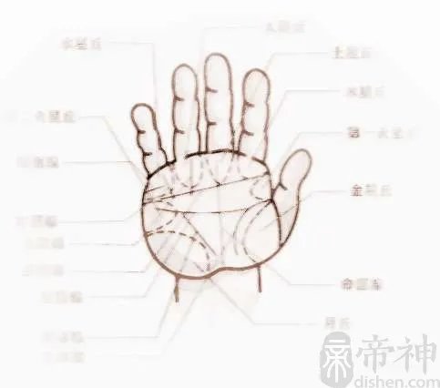 掌纹看相
