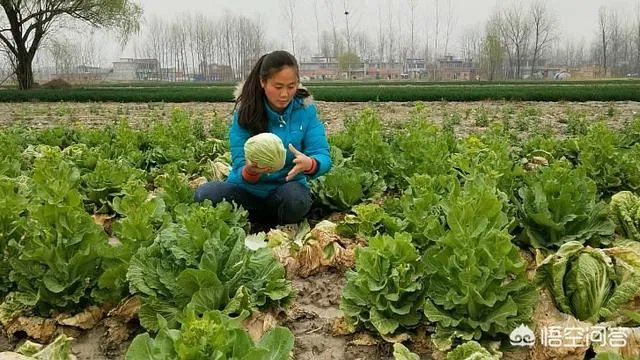 农村种植什么最合适?