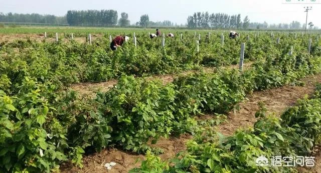 农村种植什么最合适?