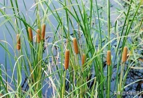 毛拉草学名？