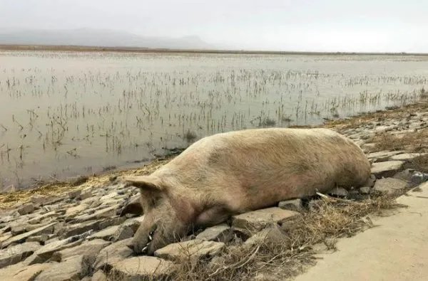 黄河大堤内出现大量死猪,到底是怎么回事?