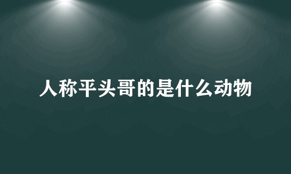 人称平头哥的是什么动物