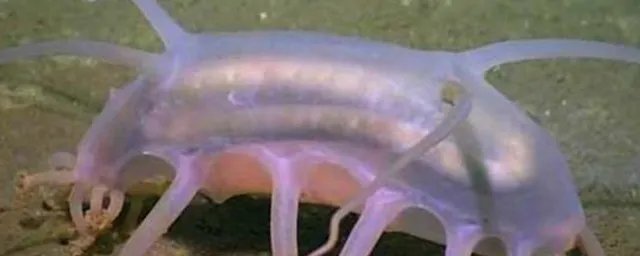 海猪能吃吗