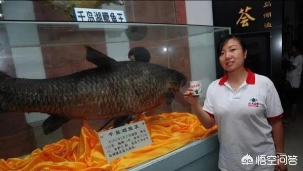 野生青鱼最大能长多少斤?100斤的青鱼要生长多少年?
