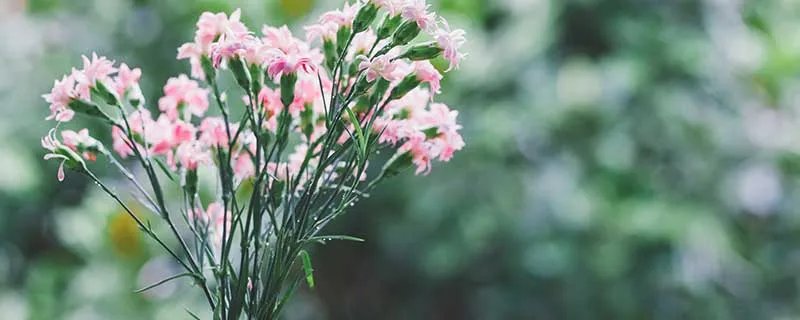 教师节送什么礼物好