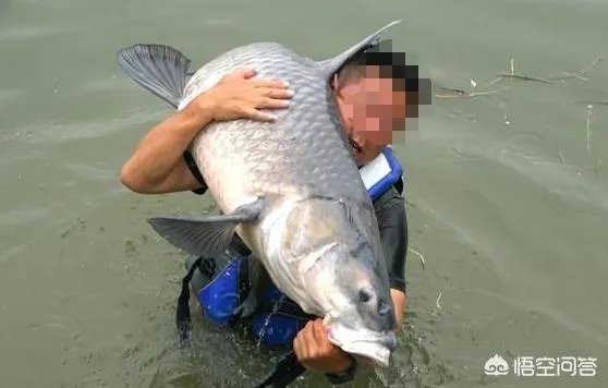 野生青鱼最大能长多少斤?100斤的青鱼要生长多少年?