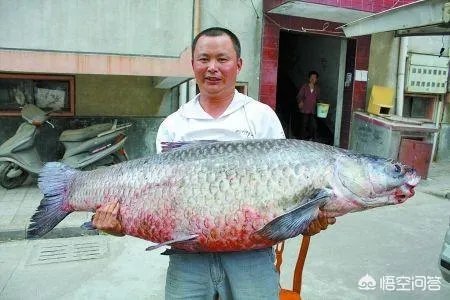 野生青鱼最大能长多少斤?100斤的青鱼要生长多少年?