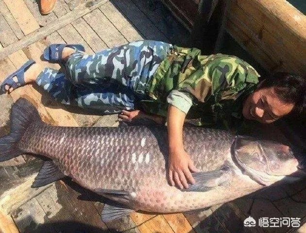 野生青鱼最大能长多少斤?100斤的青鱼要生长多少年?