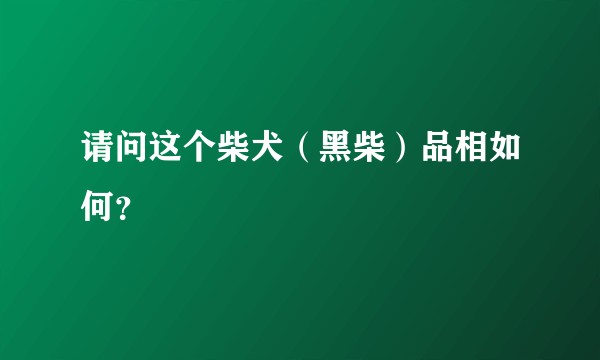 请问这个柴犬（黑柴）品相如何？