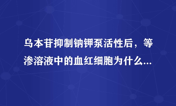 乌本苷抑制钠钾泵活性后，等渗溶液中的血红细胞为什么将膨胀破裂？