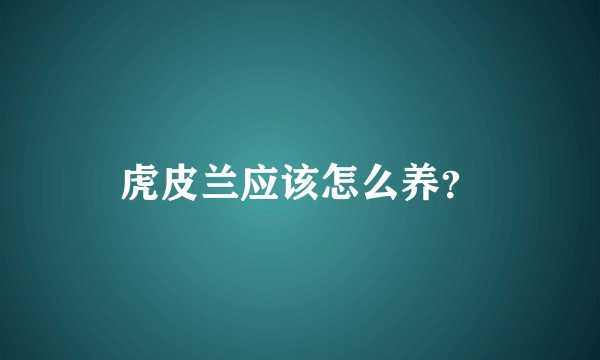 虎皮兰应该怎么养？